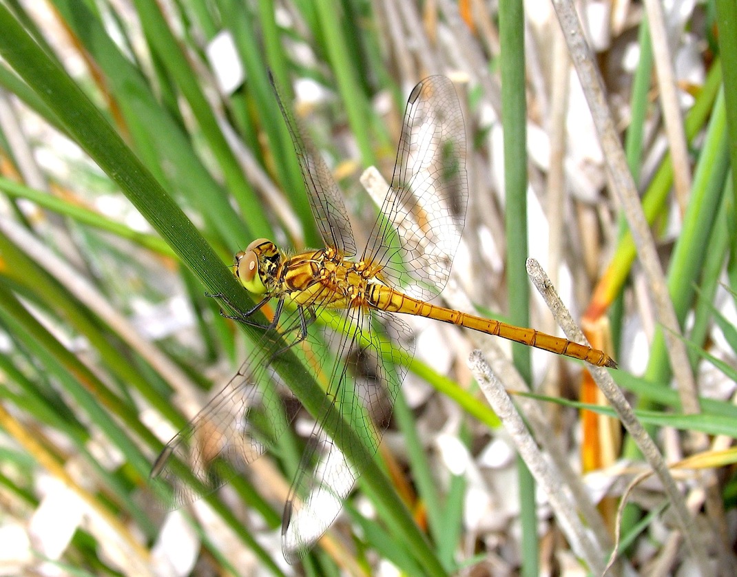 Parliamo di: Scheda Sympetrum striolatum